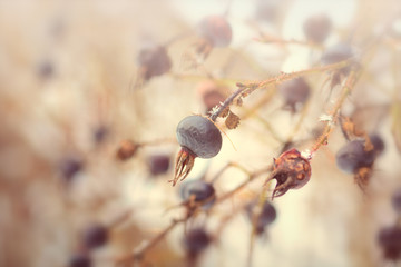 Rose hip berries winter pattern