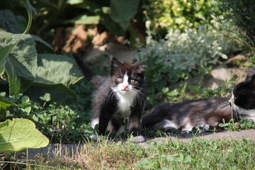 Portrait of black and white kitten in garden.