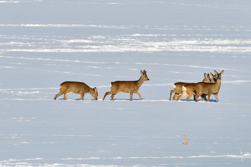 Rehe im winter auf der Flucht