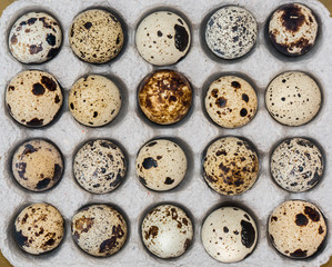 Quail eggs in cardboard packaging. Top view.