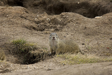European Ground Squirrel on a meadow. Czech Republic.
