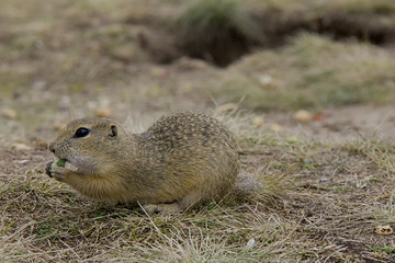 European Ground Squirrel on a meadow. Czech Republic.