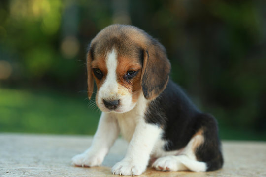 Hurt him eye Beagle puppy in natural green background
