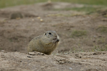European Ground Squirrel on a meadow. Czech Republic.