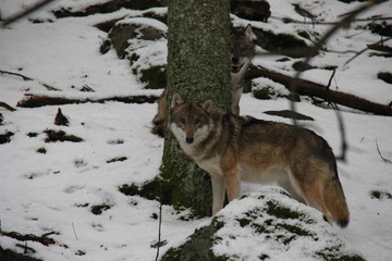 Obraz premium Pack of wolves on the snow. Angry wolf hidden behind the tree. National Park Sumava, Czech Republic.