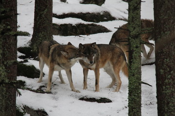 Pack of wolves on the snow. National Park Sumava, Czech Republic.
