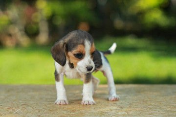 skinny beagle puppy in natural green background