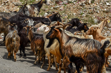 goats in the mountain horns heads many - Tzoumerka Arta Greece spring