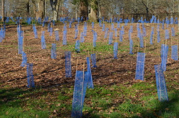  Planting shrubs in forest (Plantation d'arbustes dans une forêt) France