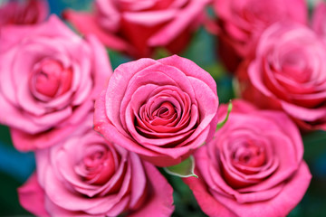 薔薇の花