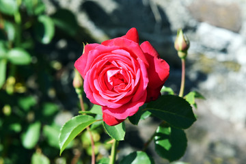 Red rose