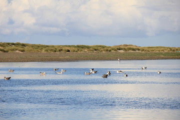 Great Black-backed Gull on the sea. Lighthouse Skagen Grå Fyr, Denmark. North Sea Coast.