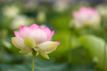 Fototapeta premium 蓮の花