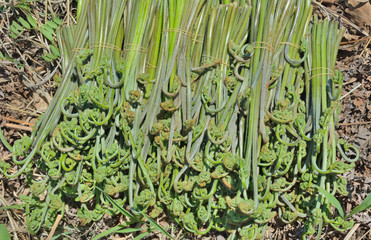 Edible fern (Pteridium aquilinum) 4