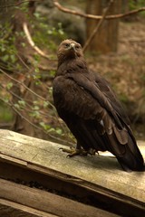 Portrait of Golden Eagle. Neuschonau, Bavarian Forest National Park, Germany.