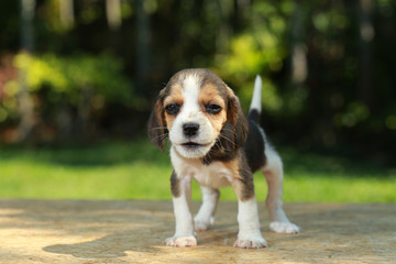 skinny beagle puppy in natural green background