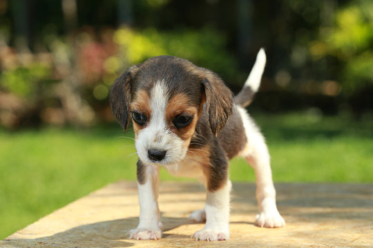 skinny beagle puppy in natural green background
