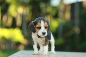 skinny beagle puppy in natural green background