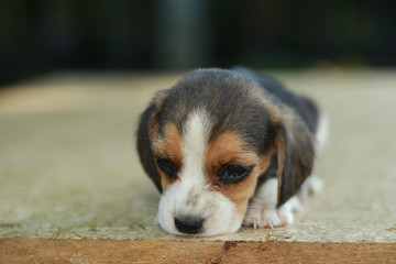 skinny beagle puppy in natural green background