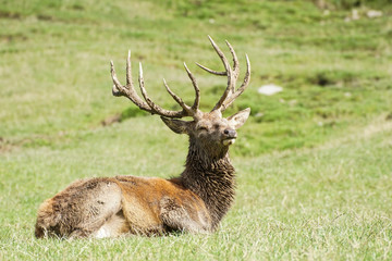 Hirsch in der Brunftzeit - Cervidae
