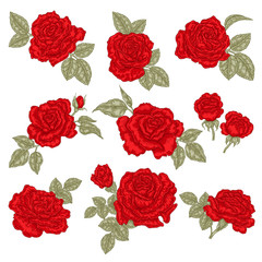 Red roses isolated on white. Hand drawn flowers and leaves. Vector illustration. Floral design elements