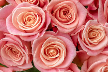 Beautiful gentle pink roses. Bouquet of roses. Roses on Valentine's Day. Peach-colored roses. 