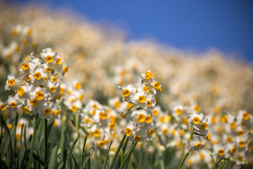 Fototapeta premium 水仙の花