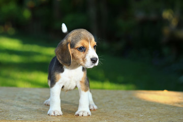 1 month beagle puppy action in natural green background