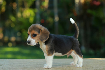 1 month beagle puppy action in natural green background