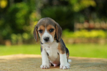 1 month beagle puppy action in natural green background