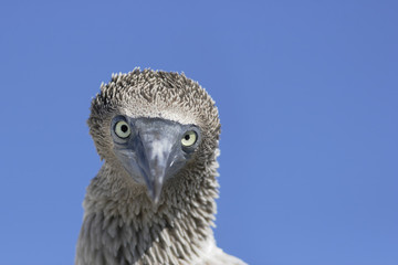 Blue-footed booby (Sula nebouxii) immature head portrait, Elizabeth Bay, Isabela, Galapagos Islands, Ecuador