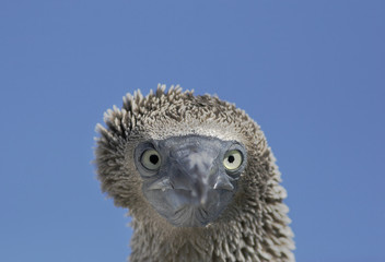 Blue-footed booby (Sula nebouxii) immature head portrait, Elizabeth Bay, Isabela, Galapagos Islands, Ecuador