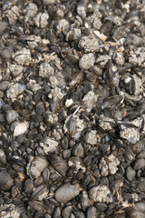 Miesmuscheln