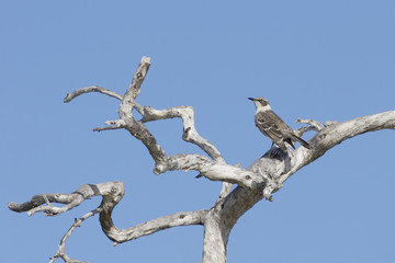 Galapagos mockingbird (Mimus parvulus) in dead tree, Elizabeth Bay, Isabela, Galapagos Islands, Ecuador