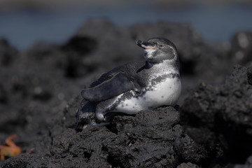 Galapagos penguin (Spheniscus mendiculus) on lava rock, Elizabeth Bay, Isabela, Galapagos Islands, Ecuador