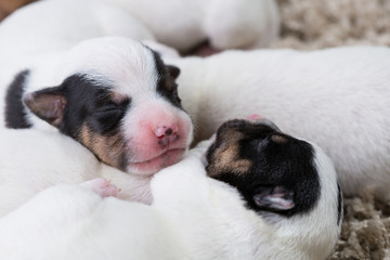 newborn puppies breed jack russel terrier sleeping