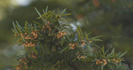 yew branches in spring morning