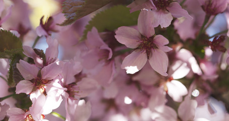 cherry sakura in bloom