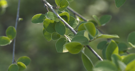 spring cotoneaster leaves in the morning