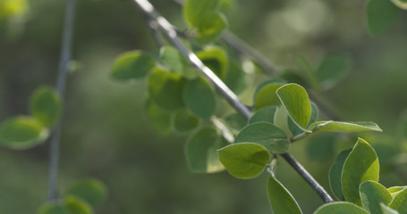 spring cotoneaster leaves in the morning