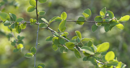 spring cotoneaster leaves in the morning