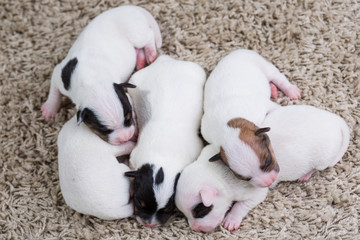 Naklejka na ściany i meble newborn puppies breed jack russel terrier sleeping