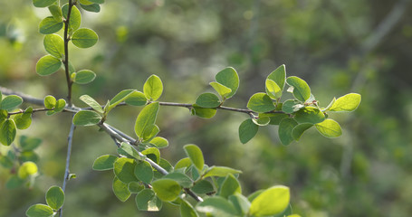 spring cotoneaster leaves in the morning