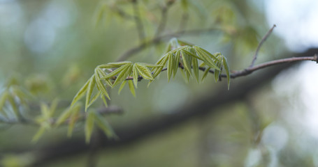 first leaves on acer triflorum maple tree