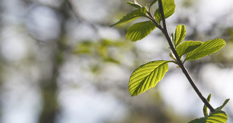 alder leaves in spring morning closeup