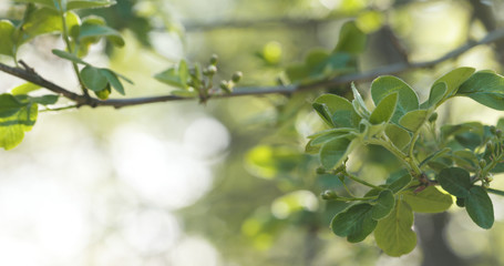 spring apple leaves in the morning