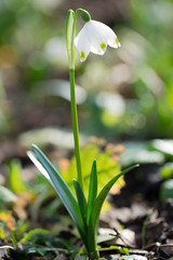 single lilly of the valley