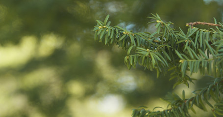 yew branches in spring morning