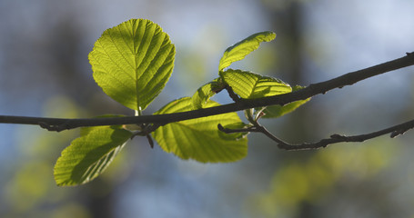 alder leaves in spring morning closeup