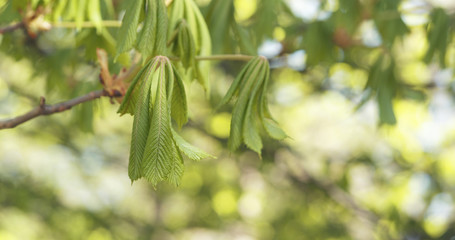 spring chestnut leaves in the morning
